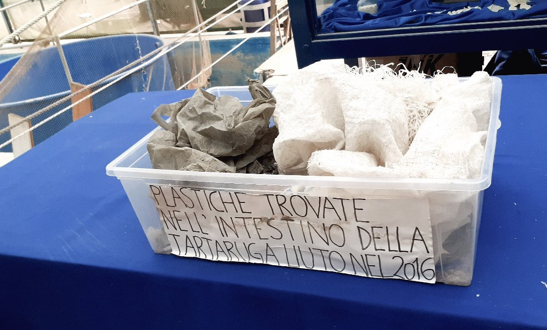 Centro Recupero Tartarughe Marine景点图片