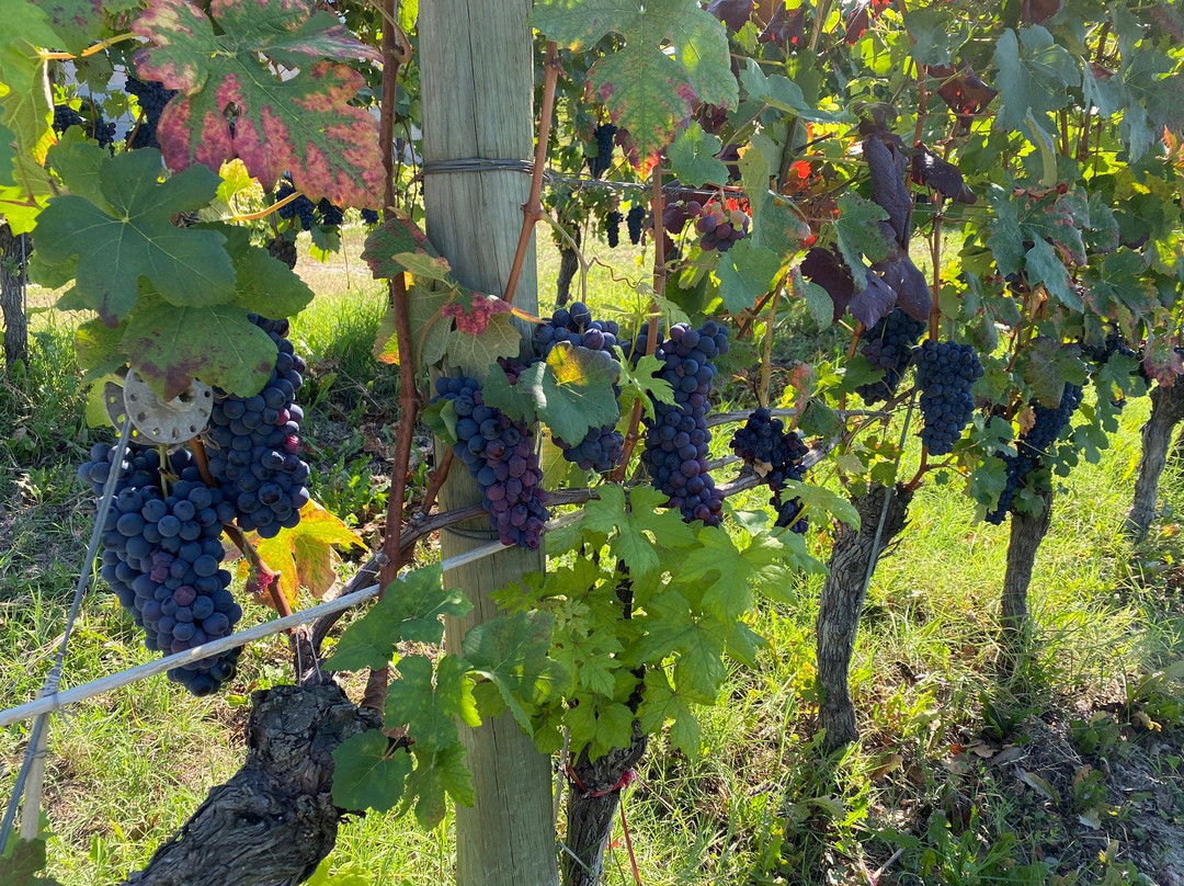 Locanda del Pilone主图