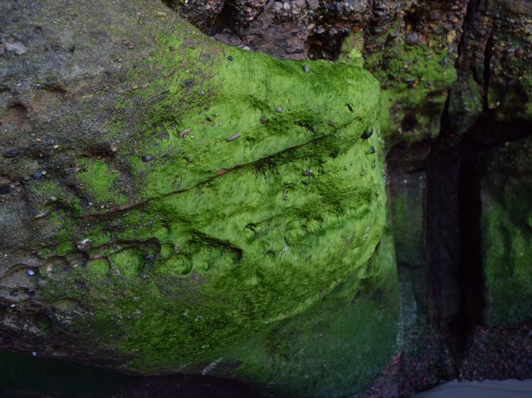 Caves Beach景点图片