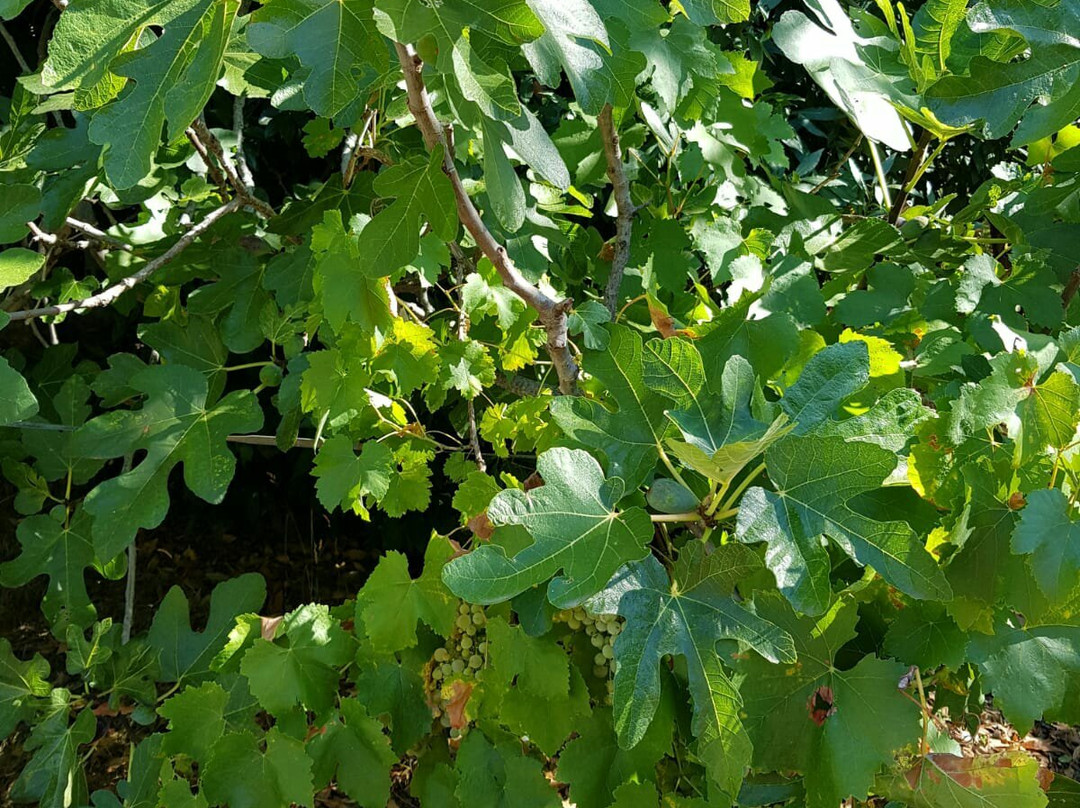 Agriturismo La Turritella主图