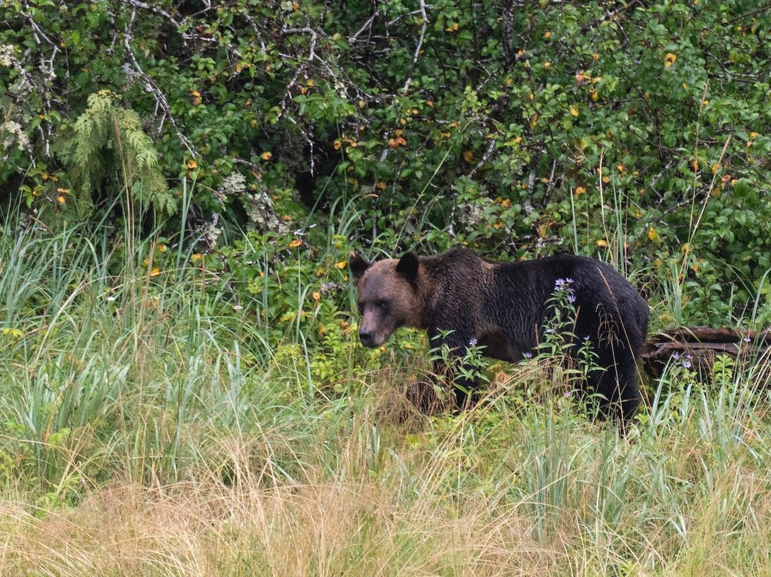 Great Bear Sailing Adventures-Bella Coola必去景点
