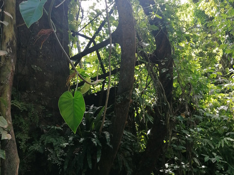 Gite les Calebassiers主图