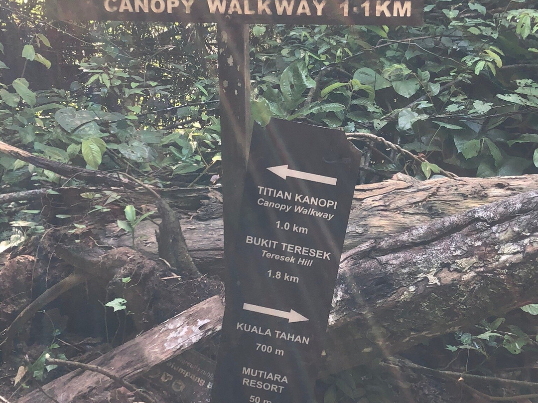 Taman Negara Canopy Walkway景点图片