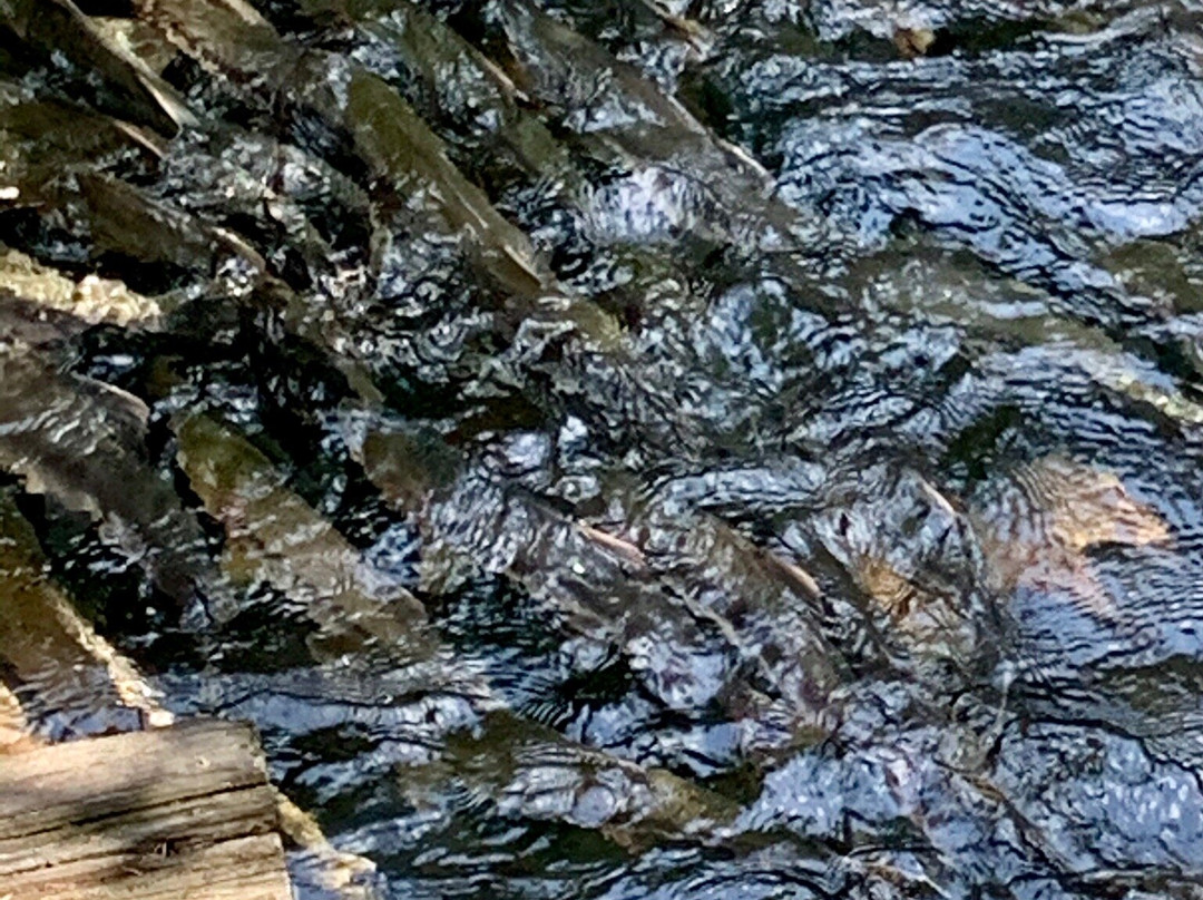 Bear Creek Weir-苏厄德必去景点