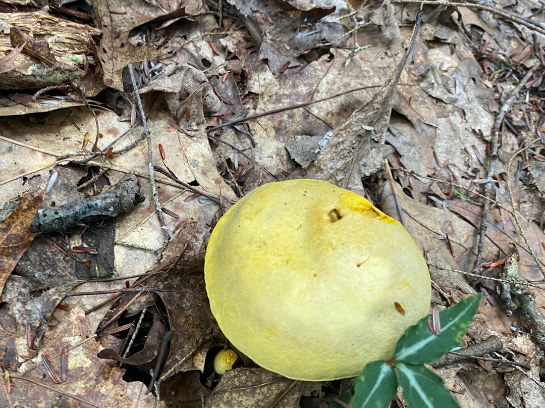 Flat Lick Falls-Gray Hawk必去景点