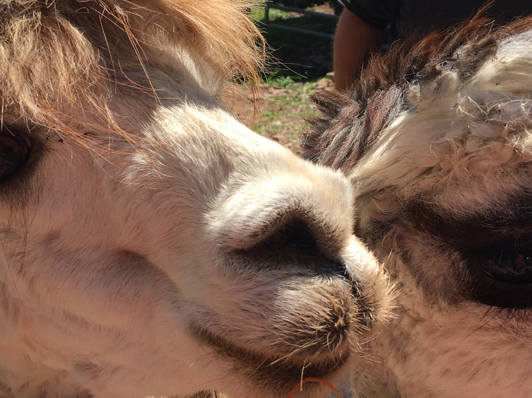 Artisan Alpacas景点图片