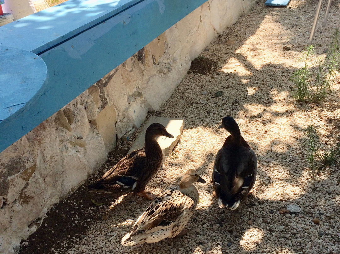 Rikkos Beach-Geroskipou必去景点