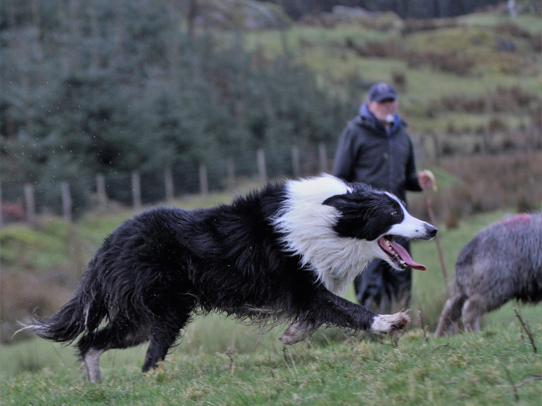 Lake District Sheepdog Experience景点图片
