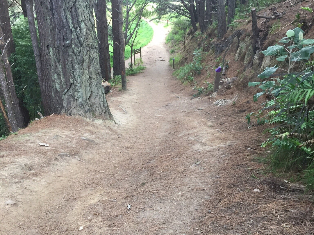 Southern Walkway-惠灵顿必去景点