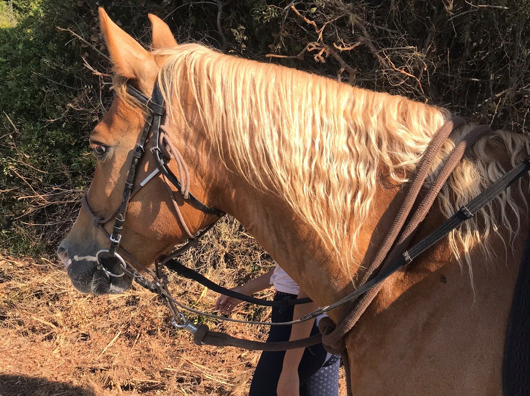 Gregs Spetses Horses-斯派采必去景点