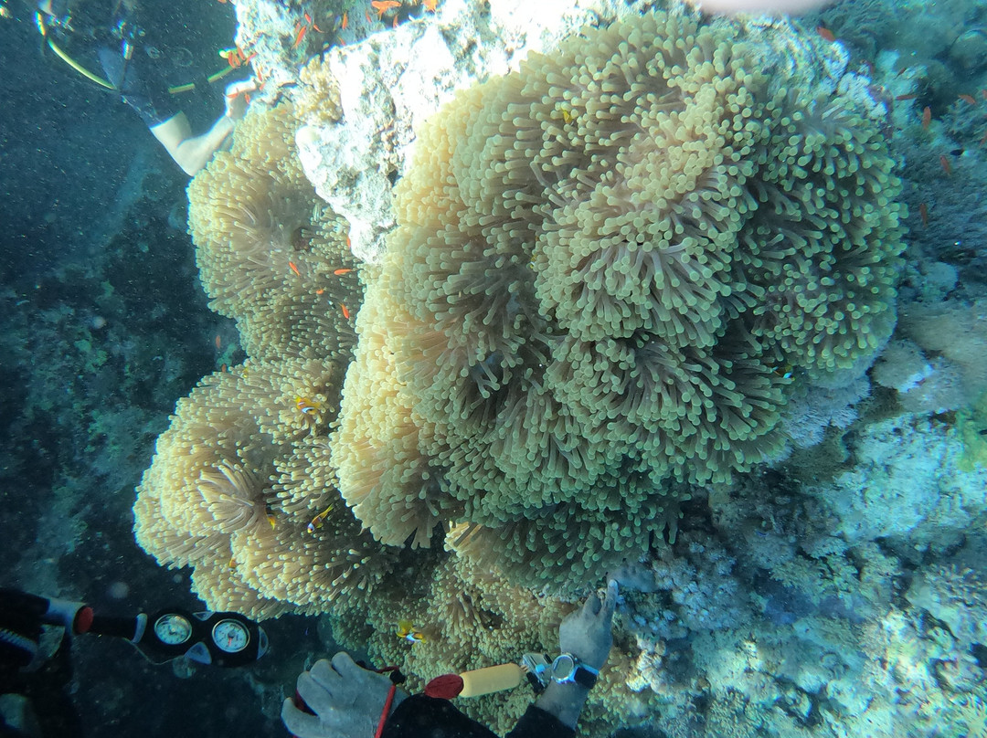 Saudi Diving Center-Yanbu必去景点