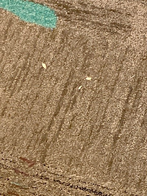 Residence Inn by Marriott Texarkana主图