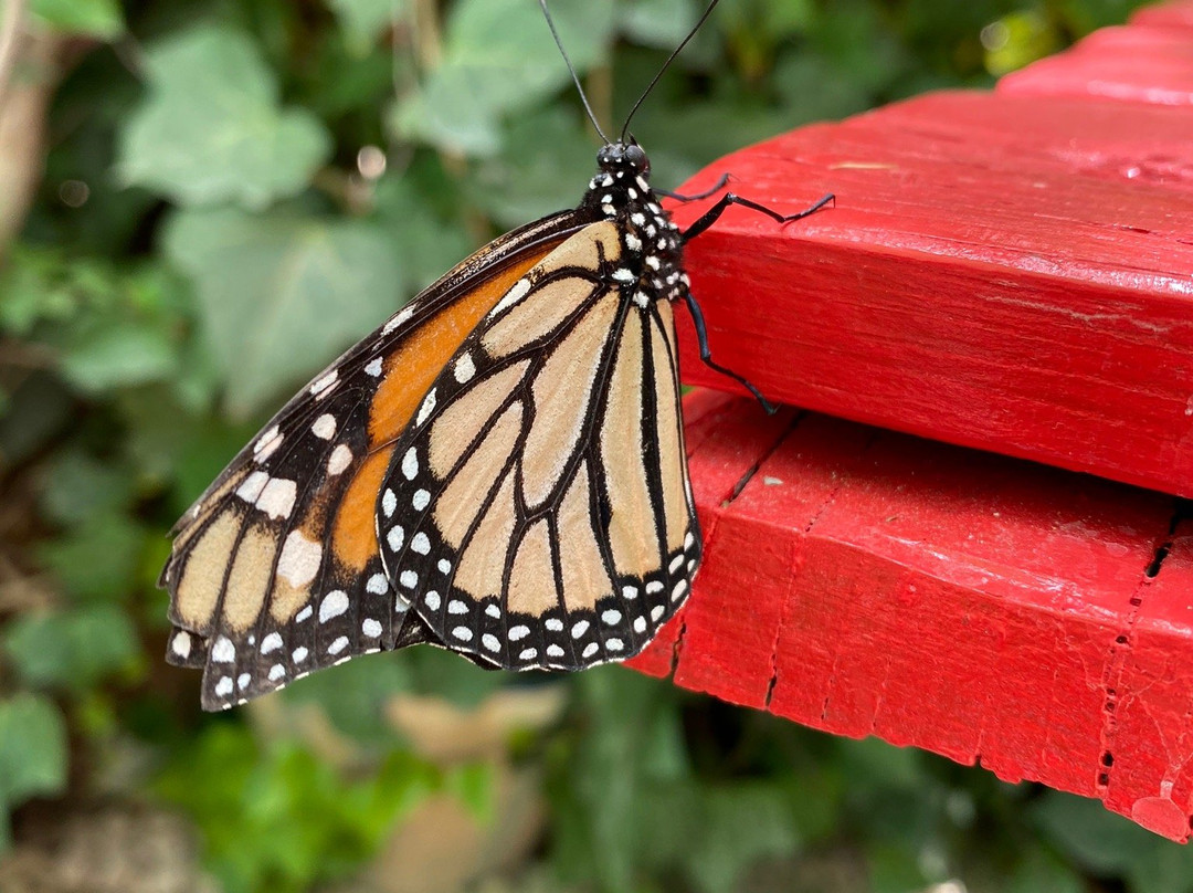 Mariposario de Nijar景点图片