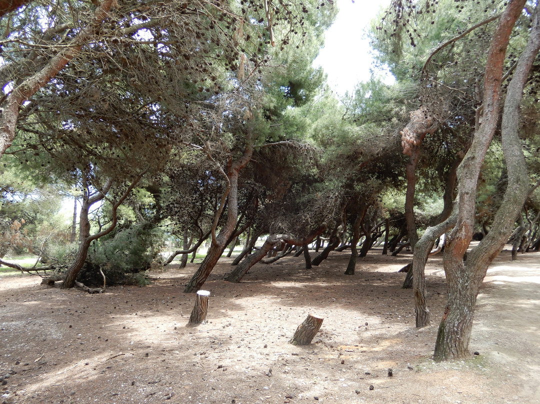 Pineta景点图片