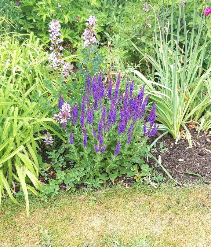 Bluebell Cottage Gardens景点图片