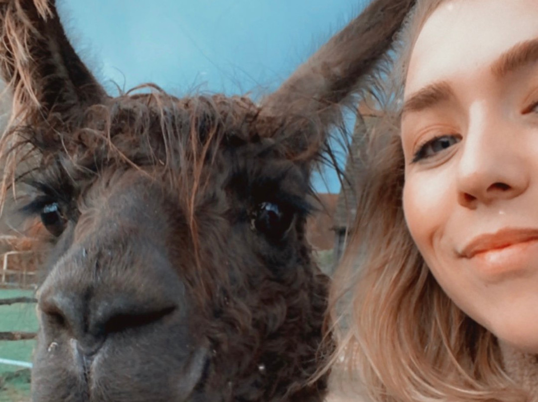 Alpaca Walking - with Spring Farm Alpacas景点图片