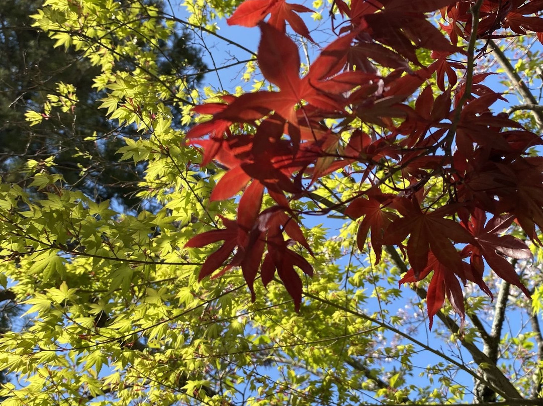 Nagaoka Tenmangu-长冈京市必去景点
