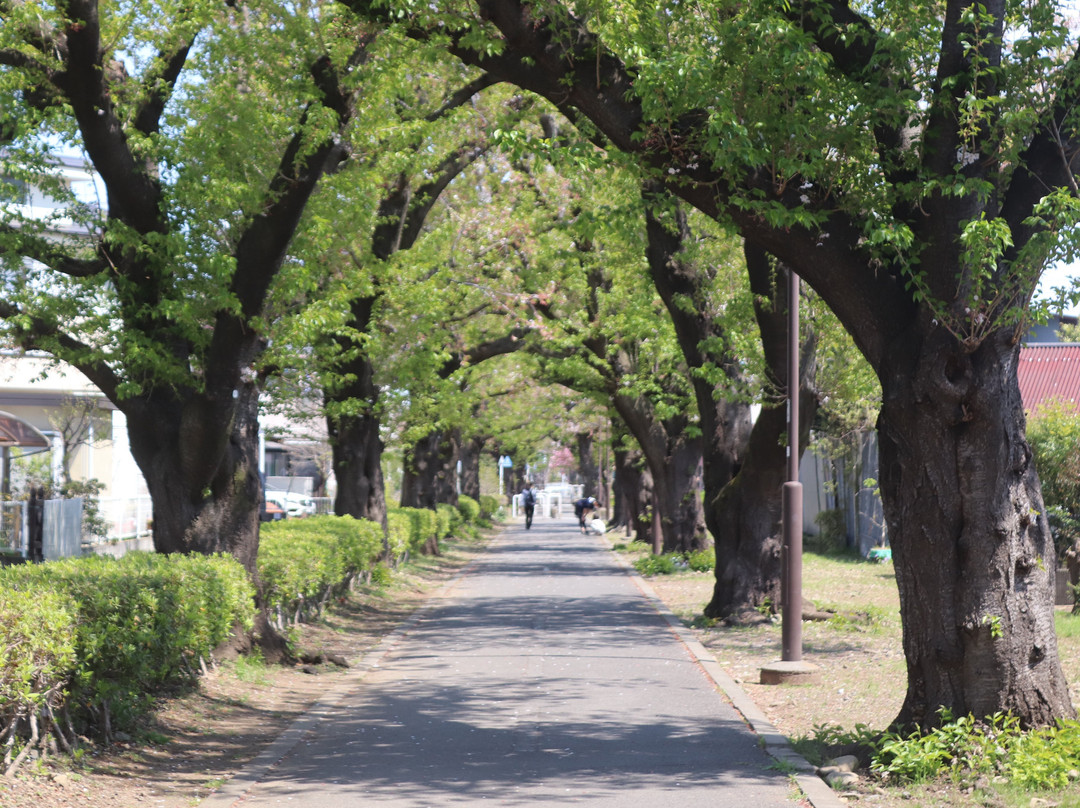 Noyamakita Park Bicycle Path-武藏村山市必去景点