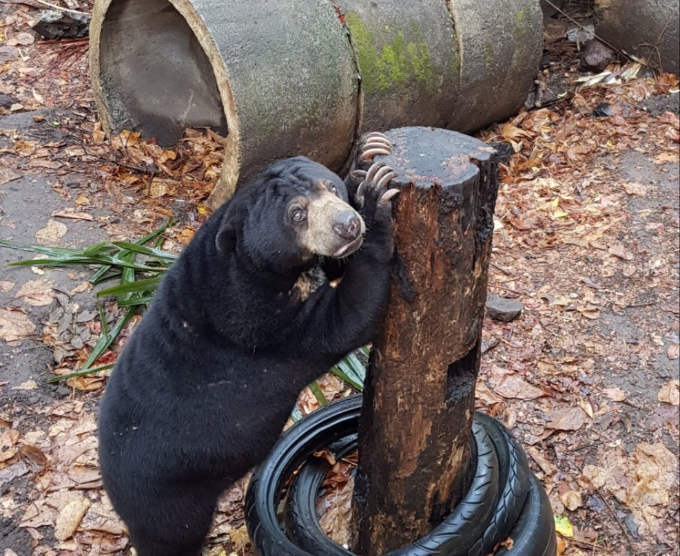 Tasikoki Wildlife Rescue Center景点图片