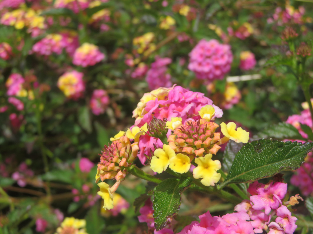 Cuesta Park-山景城必去景点
