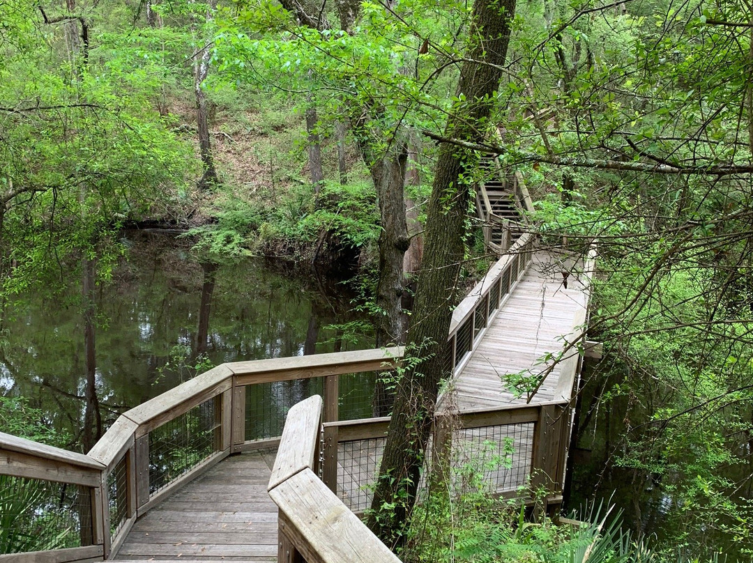 Suwanee River State Park景点图片