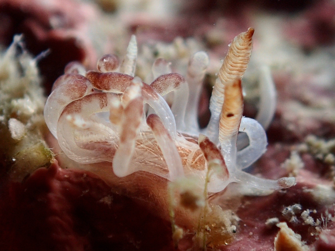 Amigo Dive Center-刁曼岛必去景点