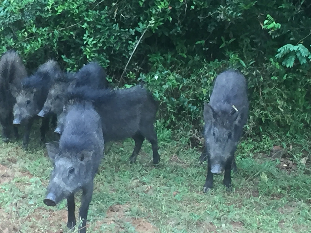 Yala Safari-Yala必去景点