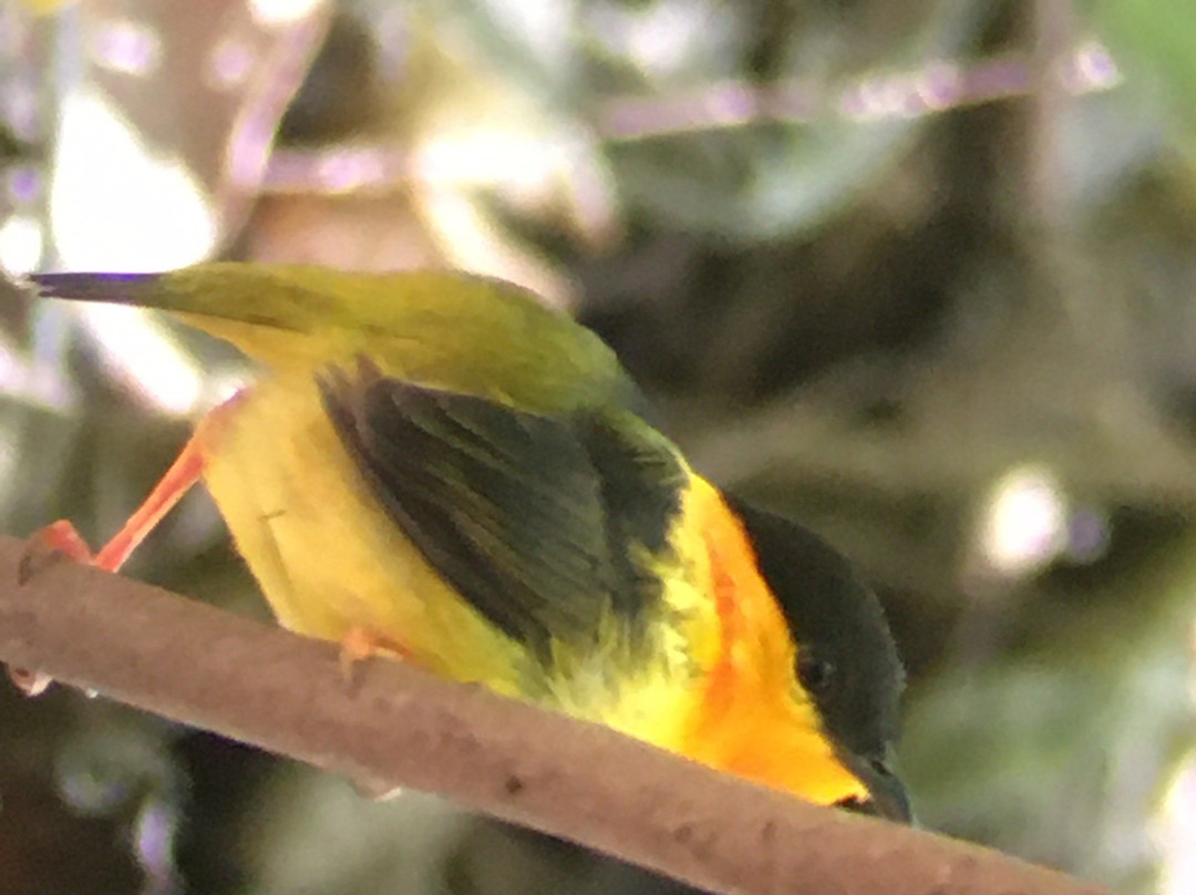 Carara National Park景点图片