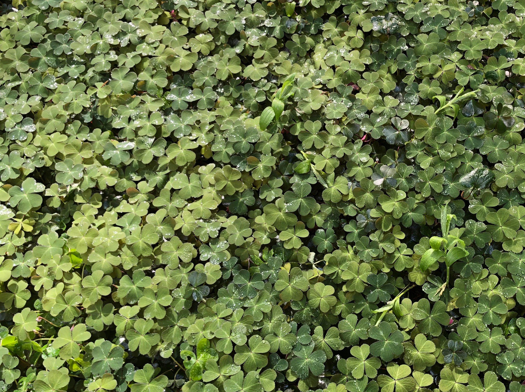 Regional Parks Botanic Garden-伯克利必去景点