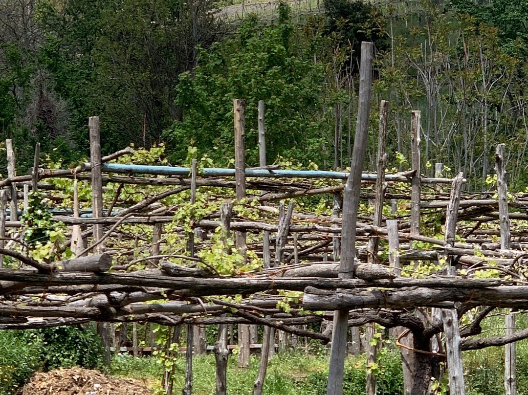 Basileo Wine and Vineyard景点图片