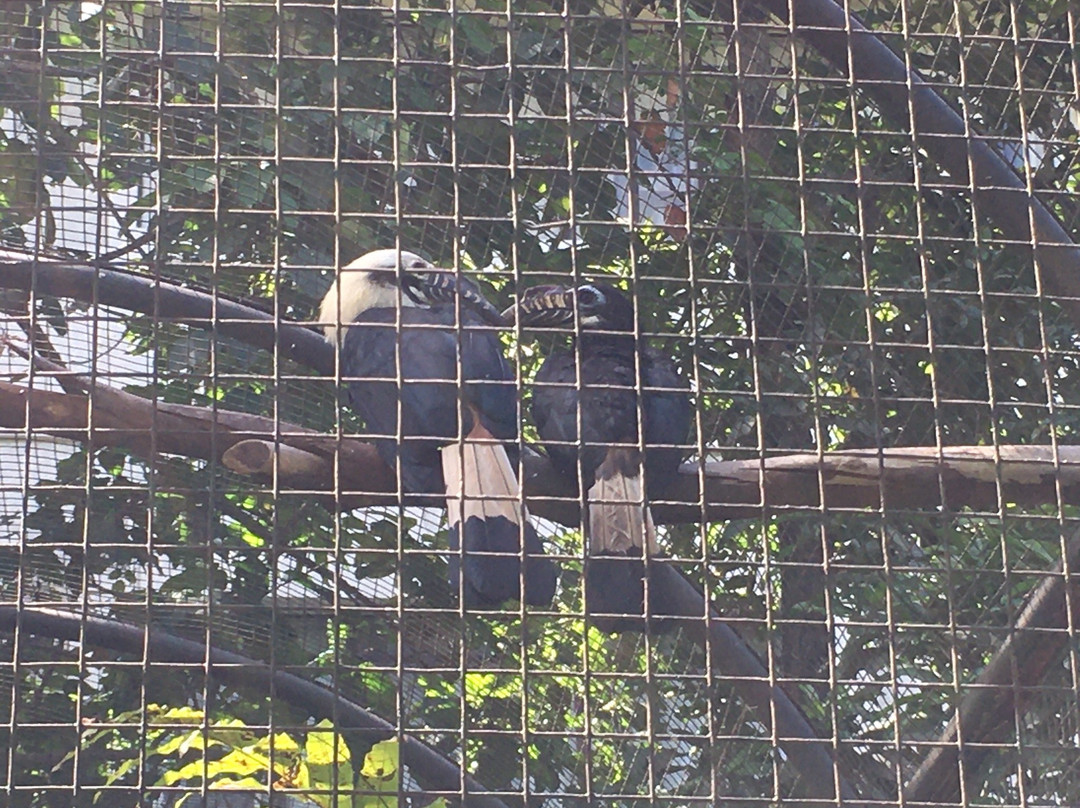 Negros Forest Park景点图片