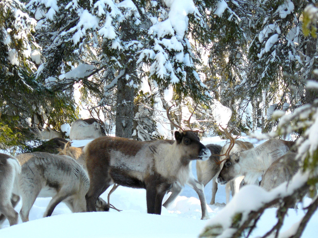 Poro-Panuma Reindeer Farm-Pudasjarvi必去景点