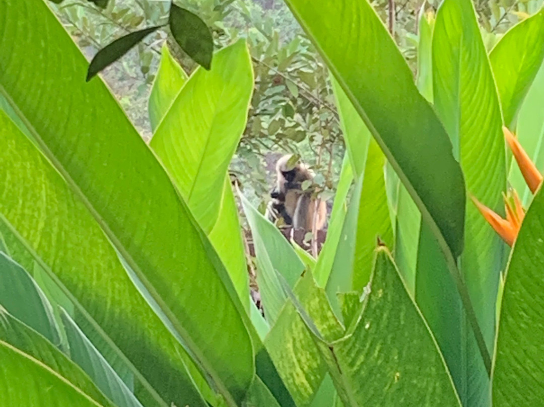 栀子花度假村主图
