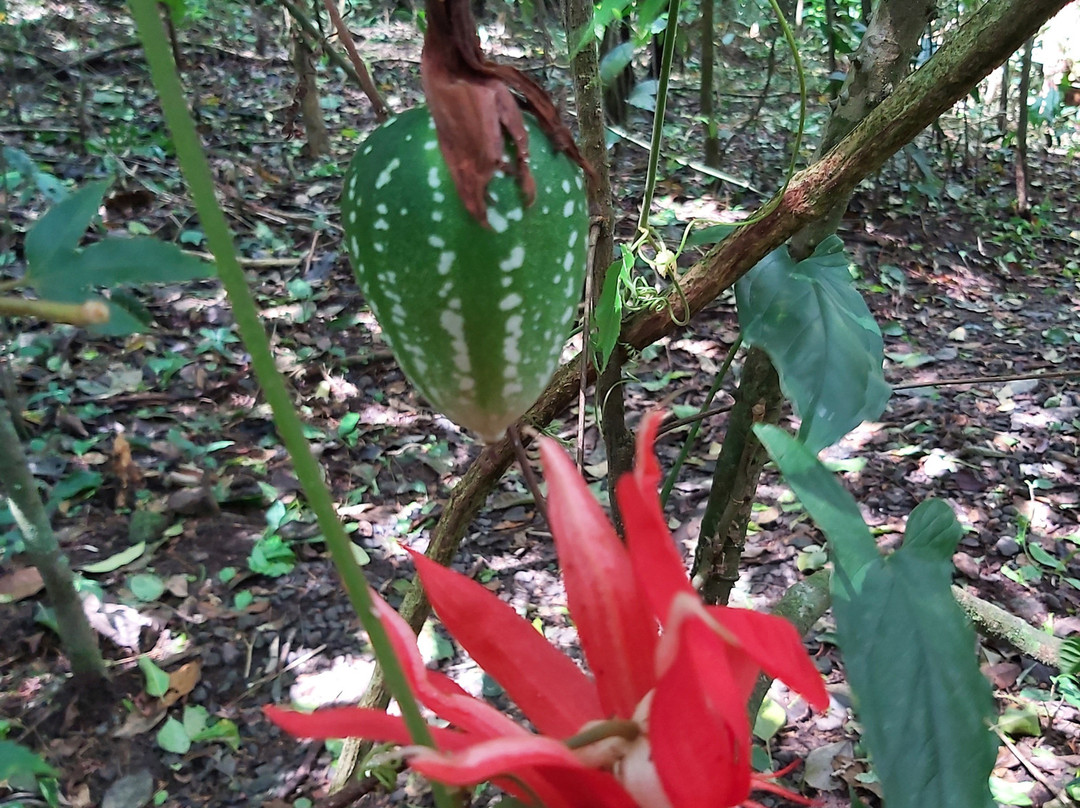 Canopy Adventure景点图片