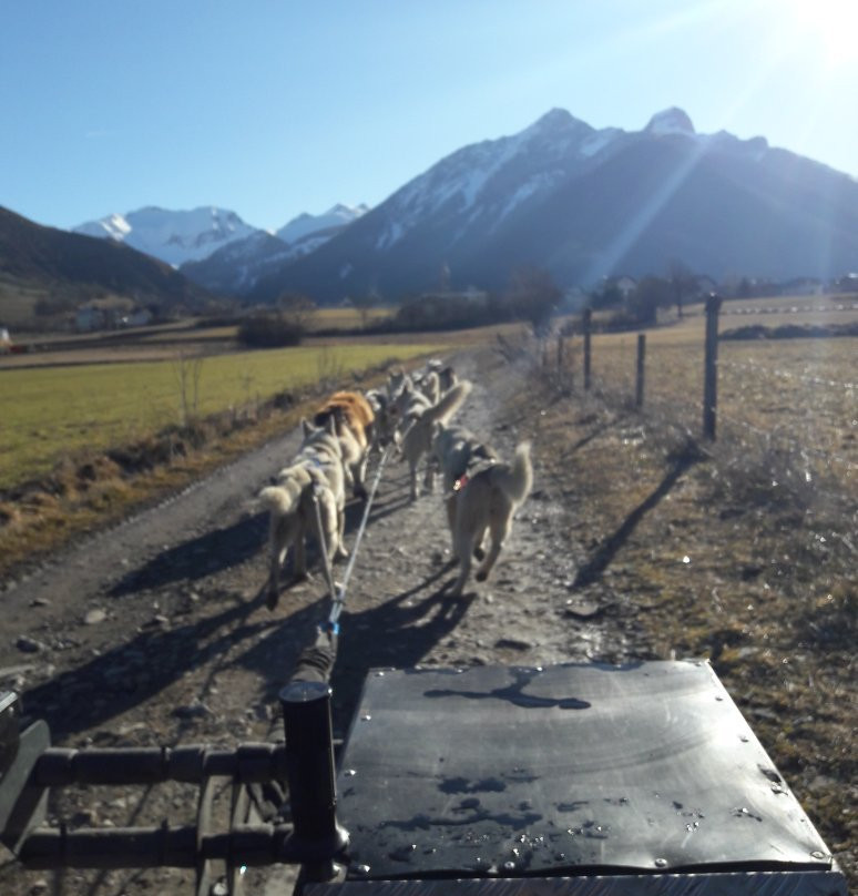 Travel Dog景点图片