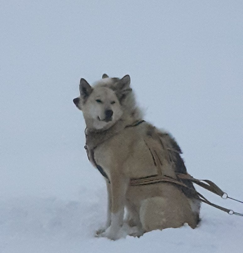 Roros Husky Day Tours景点图片