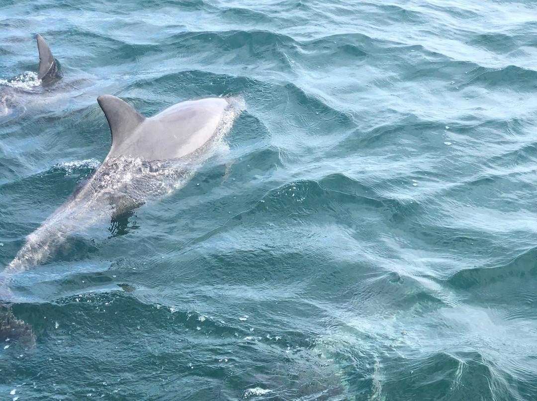 Shoalwater Islands Marine Park景点图片