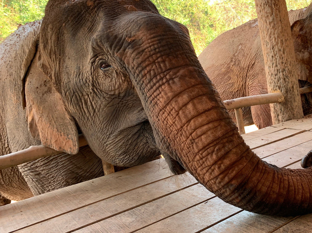 Vang Vieng Elephant Sanctuary-旺阳必去景点