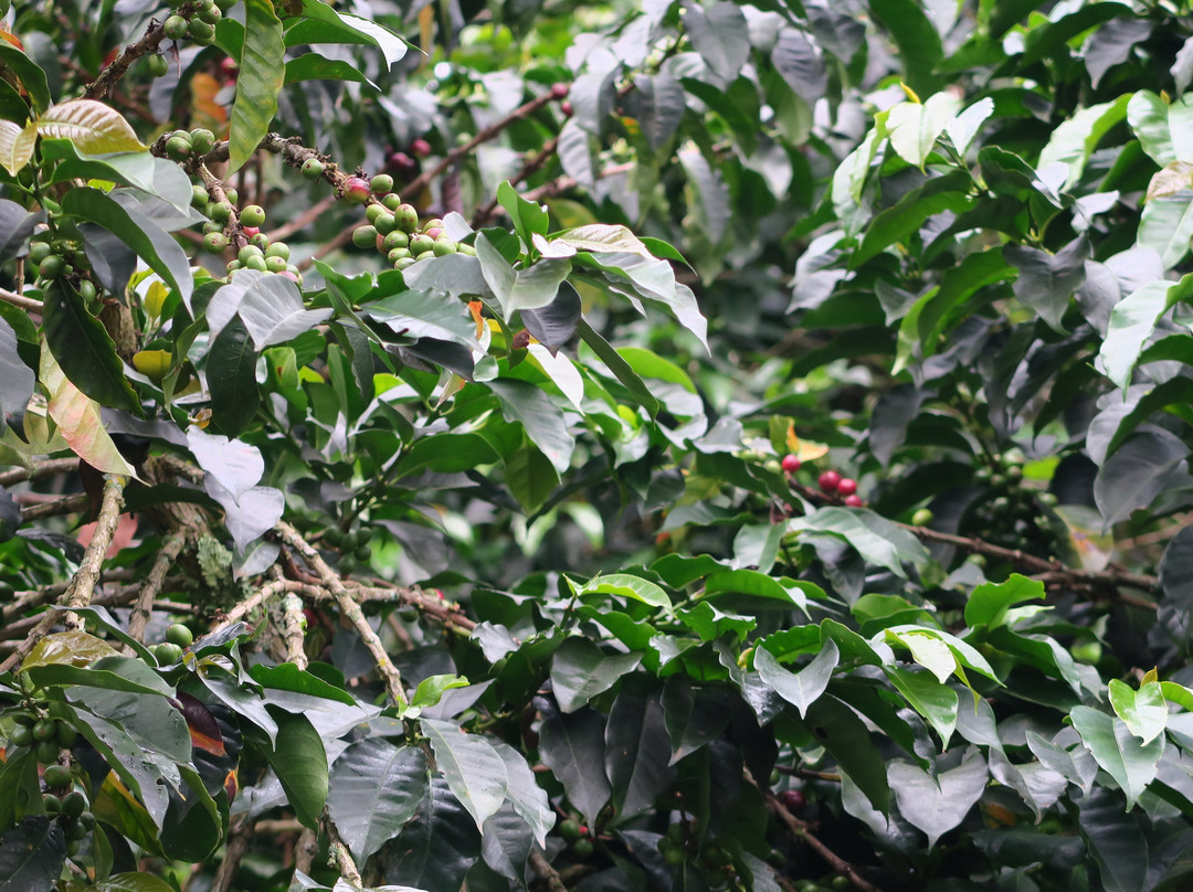 Casa Santamaria Hotel Campestre主图