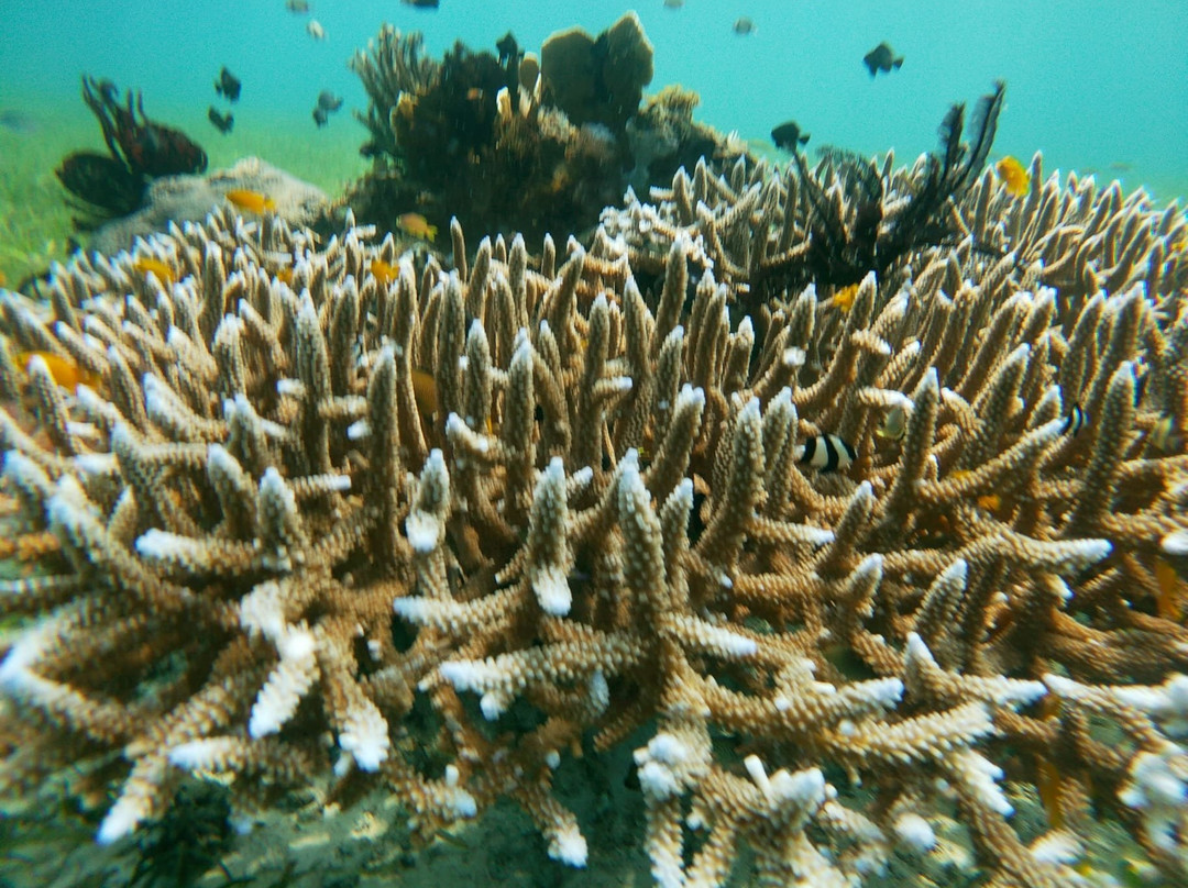 Cabilao Sanctuary Beach & Dive Resort主图