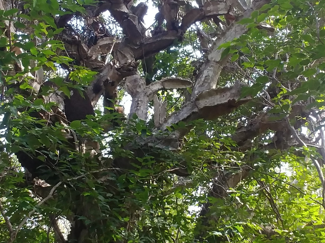 Varahicacos Ecological Reserve景点图片