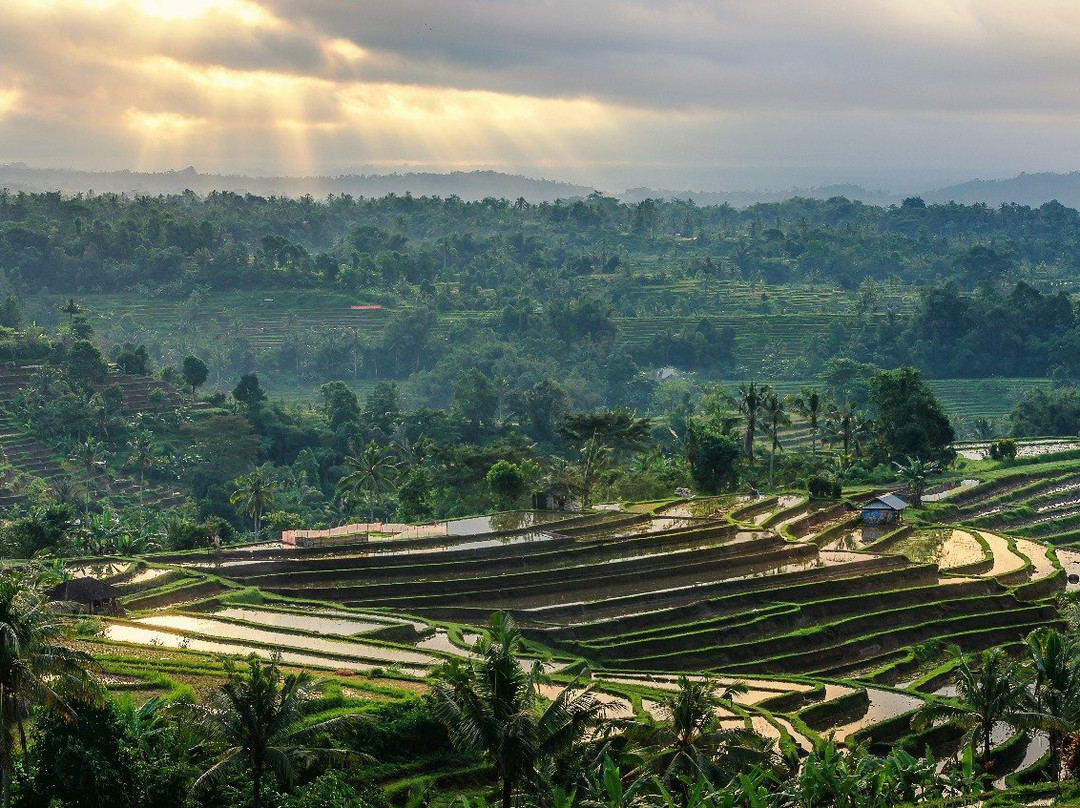 Winata Bali Tours-Jatiluwih必去景点