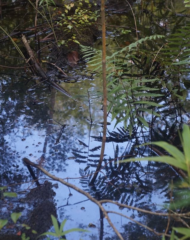 Dismal Swamp State Park景点图片