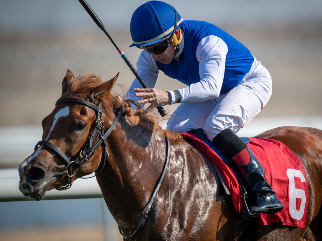 Rashid Equestrian & Horseracing Club-Riffa必去景点