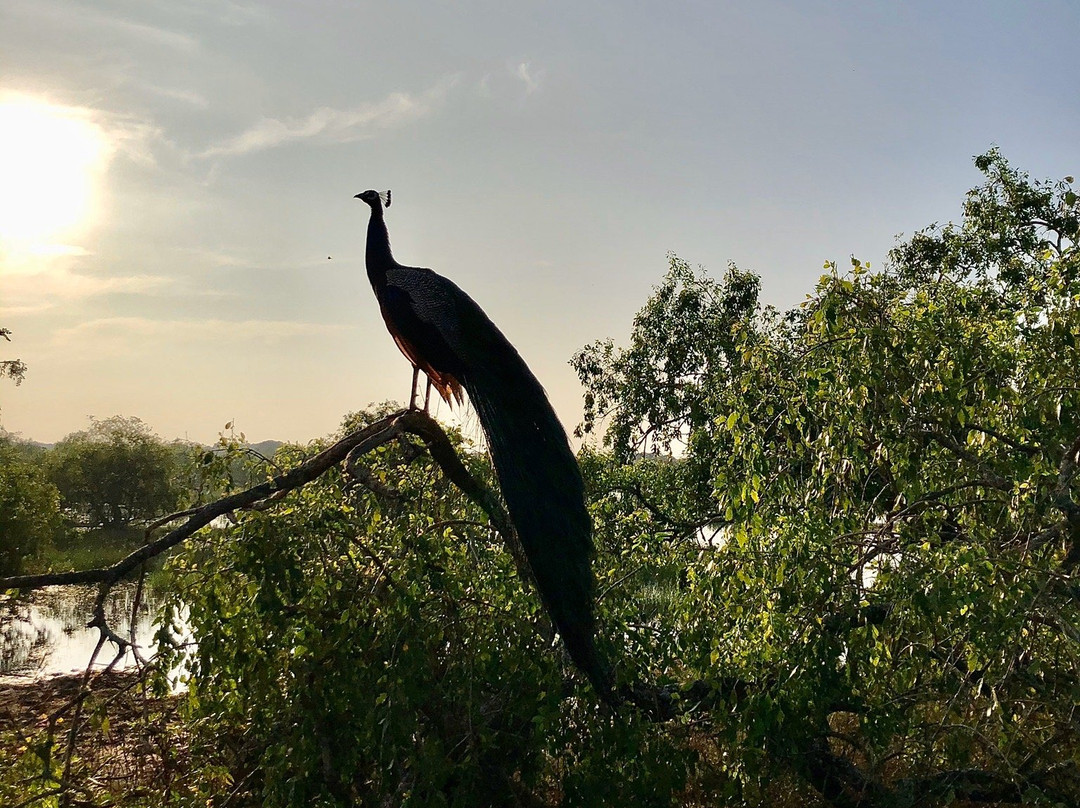 Bigcat Safari Yala-雅拉国家公园必去景点