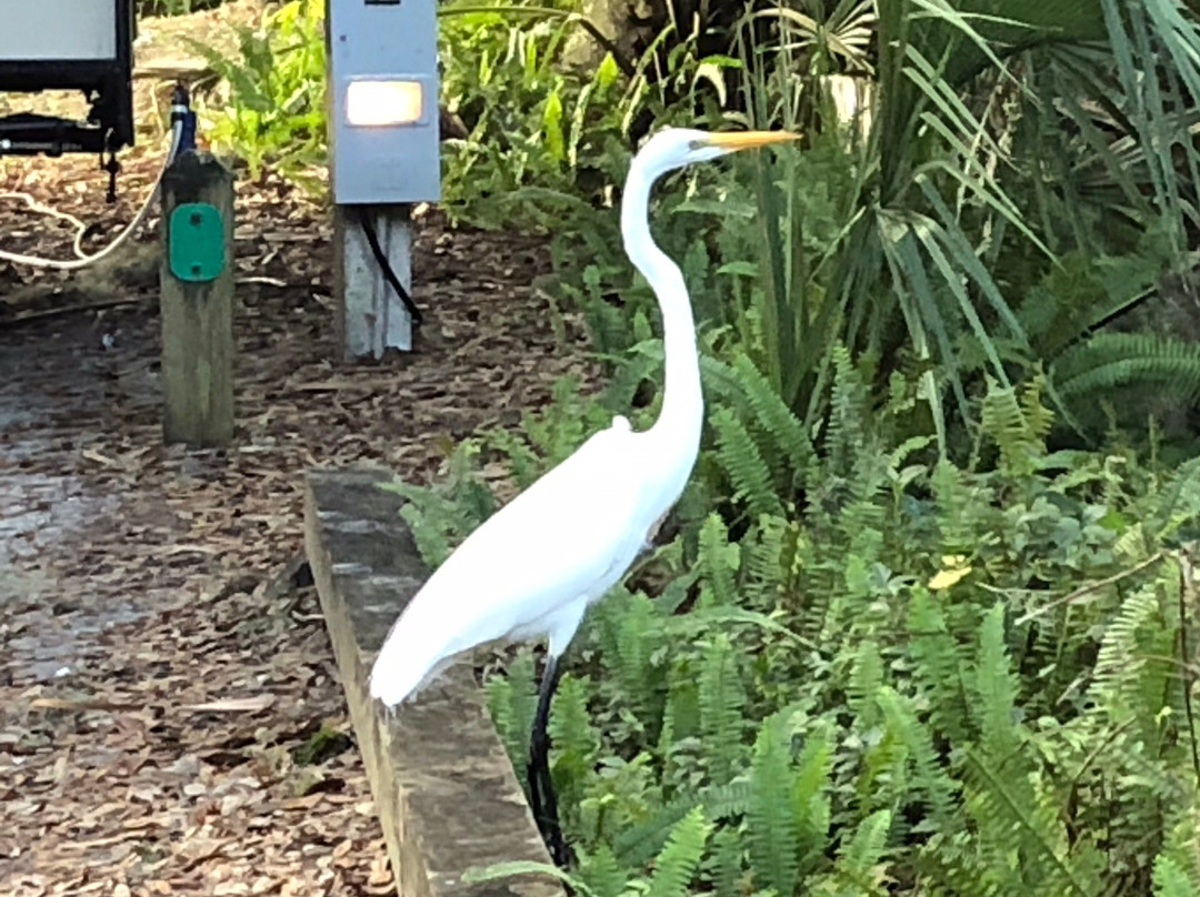 Trimble Park-Mount Dora必去景点