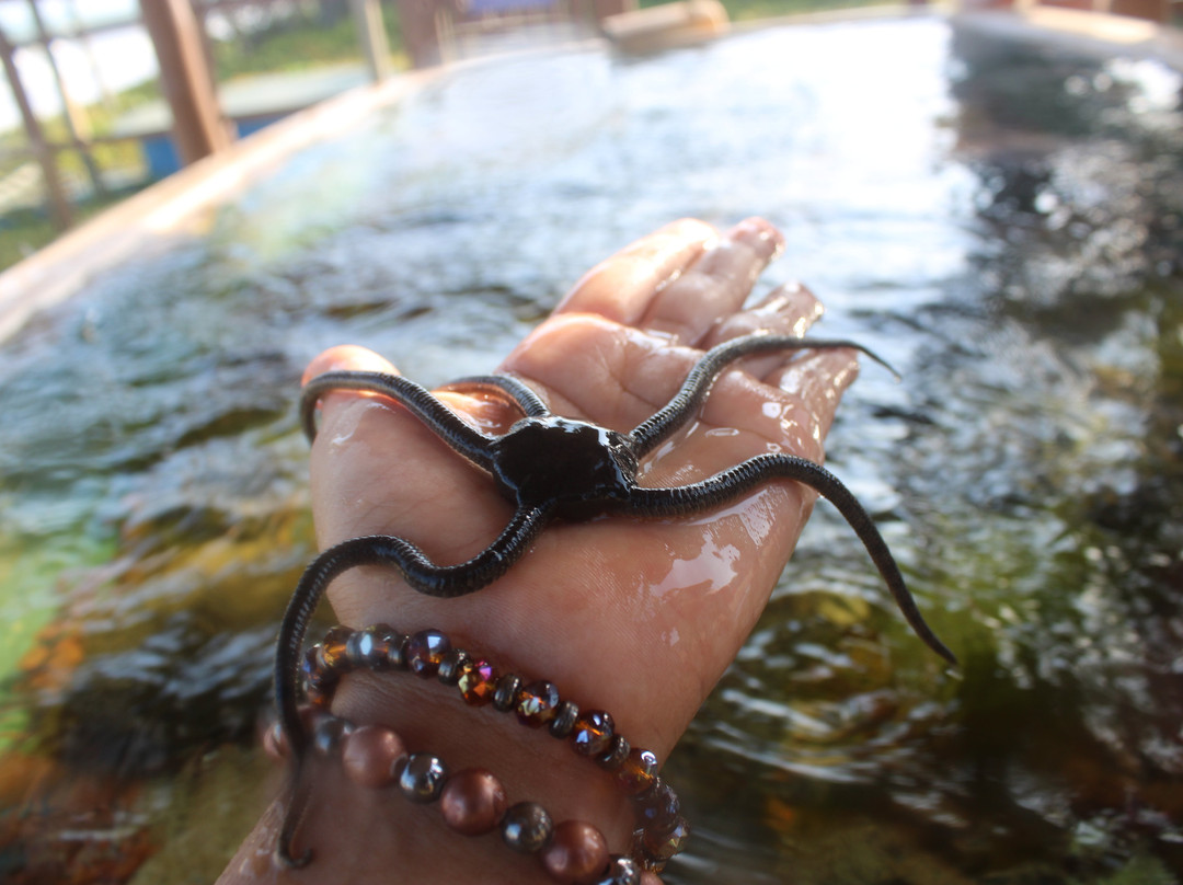 Projeto Tamar-Arembepe必去景点