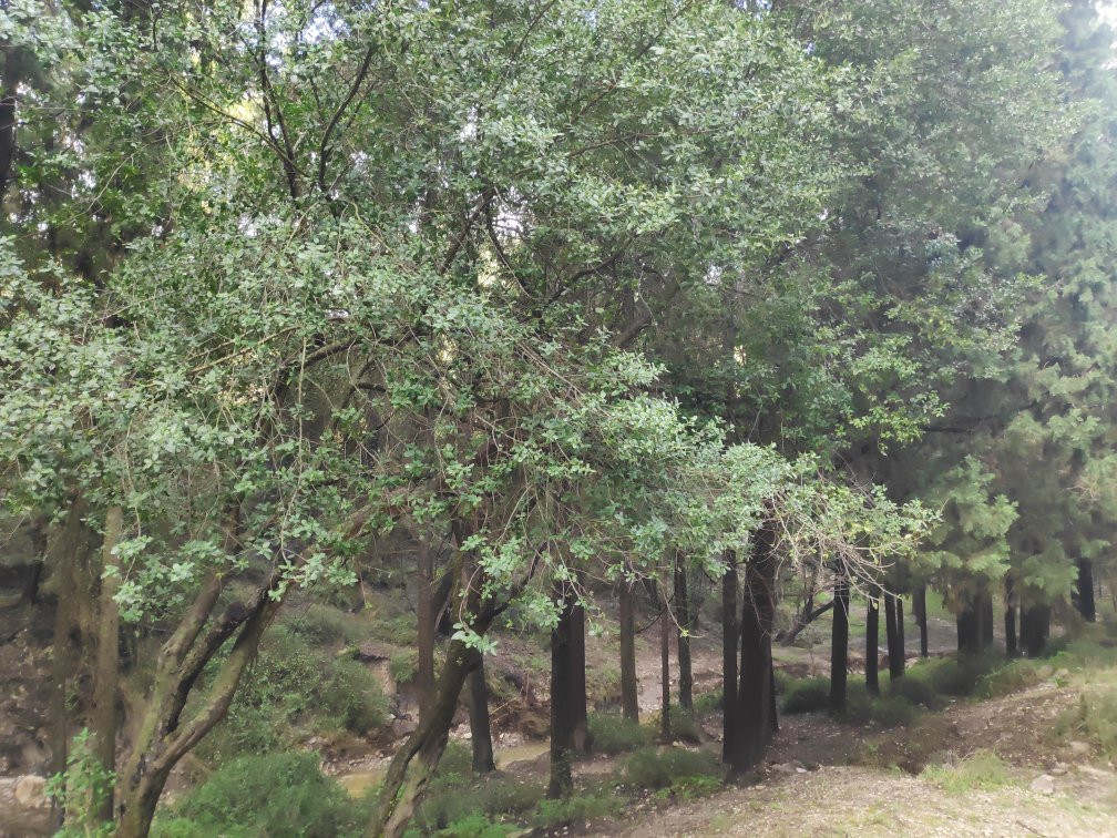 Nachal HaShofet - Shofet River-Ramot Menashe必去景点