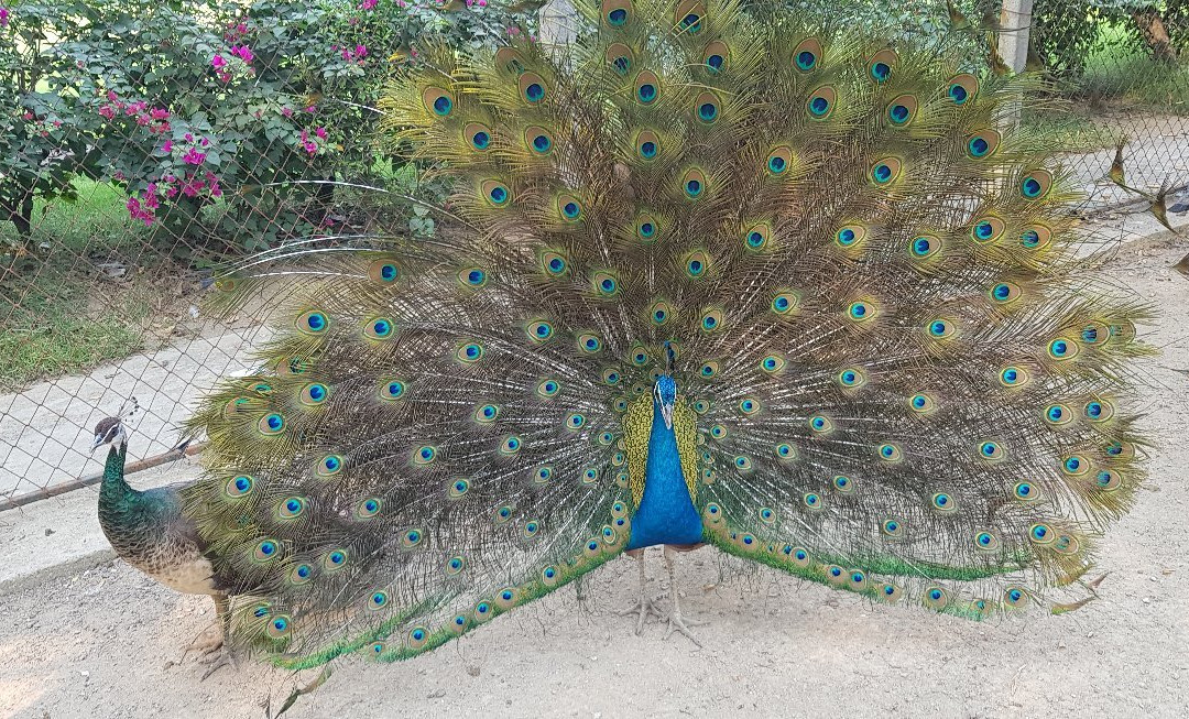 Samphran Peacock Park景点图片