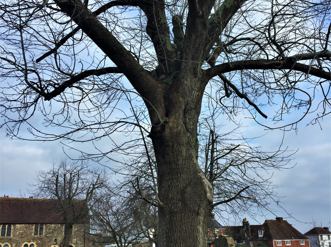 John Wesley's Last Open Air Sermon Tree景点图片